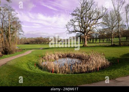 Copse of leafless trees in February at Stover, Devon, England. Stock Photo