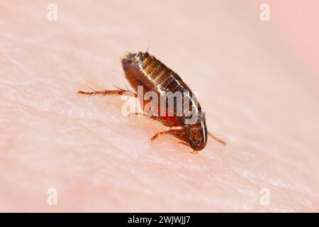 Dog flea (Ctenophalides canis) biting and drinking blood on human skin. Stock Photo