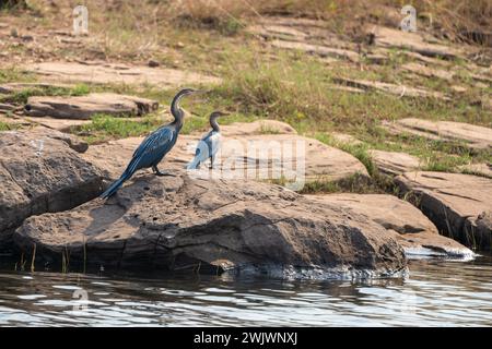 African darter (Anhinga rufa), sometimes called the snakebird, Stock Photo