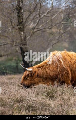Highlander - Scottish cow in the meadow Stock Photo - Alamy