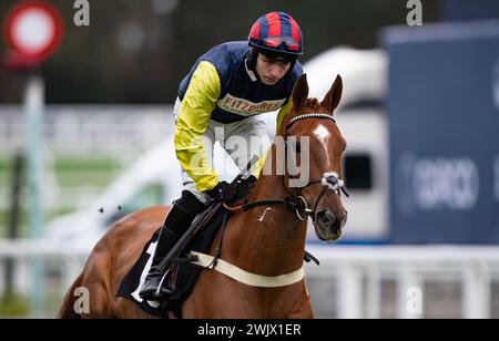 Ascot Racecourse, UK, Saturday 17th February 2024; Pic Roc and jockey Ben Jones win the Ascot Shop Novices' Hurdle for trainer Ben Pauling and owner Mrs Emma Kendall. Credit JTW Equine Images / Alamy. Stock Photo