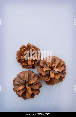 White fine snow background texture, pine cone on snow, winter background. pine twigs with cones in the snow. Christmas card. Winter time concept. Top Stock Photo