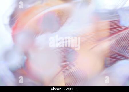 Abstract blurred background of feathers and lines. Stock Photo