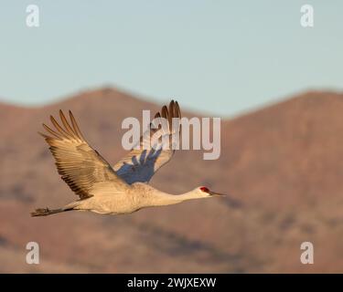 A Sandhill Crane flies over Bosque del Apache National Wildlife Refuge, New Mexico Stock Photo