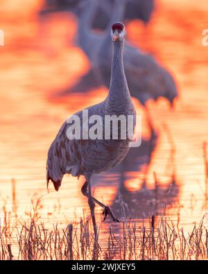 Sandhill Cranes take refuge on a sunset-lit pond in Bosque del Apache National Wildlife Refuge, New Mexico Stock Photo