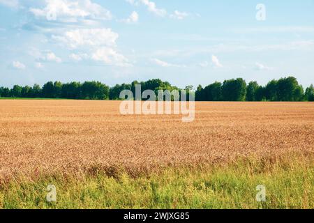 A vast field of golden crops under a blue sky with fluffy white clouds, bordered by green grass and distant trees. Stock Photo