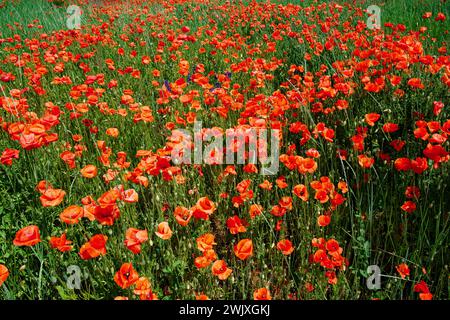 A field full of bright red poppies mixed with green grass under sunlight. Stock Photo