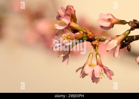 close up of opening Pink magnolia flowers in mid February in the UK Stock Photo