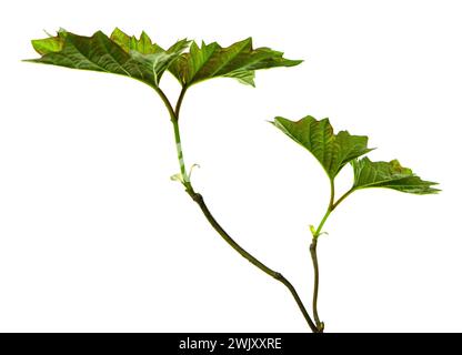 Maple leaf , Canadian symbol, Red maple leaf.  maple leaves. Isolated. Spring young greenery for decoration. Stock Photo