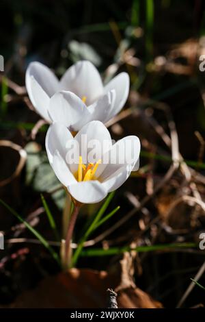 White crocus Miss Vain flowering in February Stock Photo