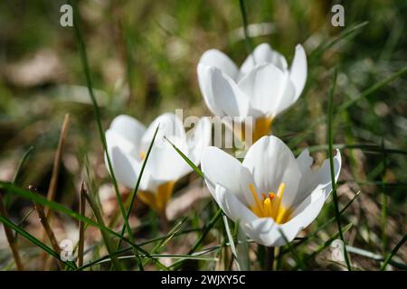 White crocus Miss Vain flowering in February Stock Photo