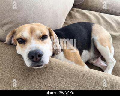 Beagle dog lay on couch and sleep cozy inside of house Stock Photo