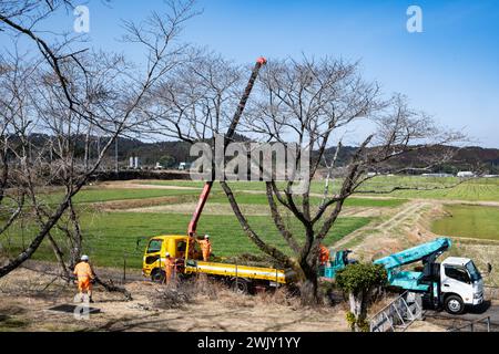 Three men crew operating machine to trim trees. Satsuma, Kagoshima, Japan. Stock Photo