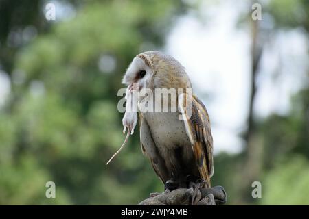 Satisifed barn owl after a successful hunt. Owl on a mouse hunt in the forest. Stock Photo