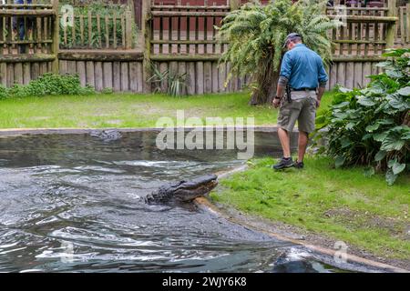 Man walking near alligator in an exhibit at the St. Augustine Alligator Farm Zoological Park in Floirda Stock Photo