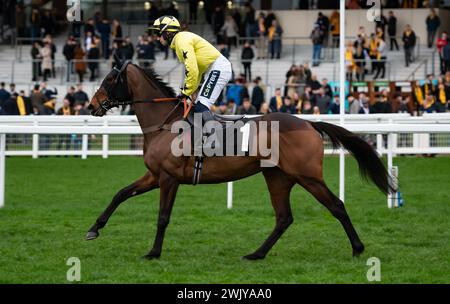 Ascot Racecourse, UK, Saturday 17th February 2024; Anno Power and jockey Jonathan Burke win the British EBF Mares' Open National Hunt Flat Race for trainer Harry Fry and owners Pat & Edward Dolan-Abrahams. Credit JTW Equine Images / Alamy. Stock Photo