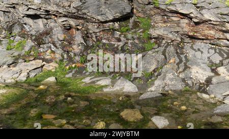 Green algae on rocks above a saltwater pool in Cornwall, UK Stock Photo