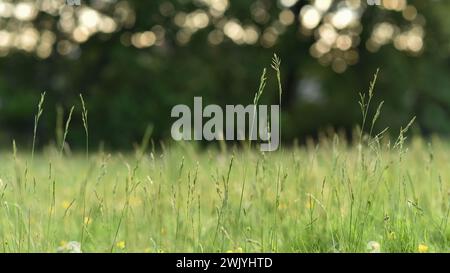 Nature background with green grass in the meadow and beautiful bokeh. Photographed outdoors with selective focus. Stock Photo