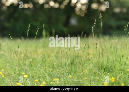 Nature background with green grass in the meadow and beautiful bokeh. Photographed outdoors with selective focus. Stock Photo