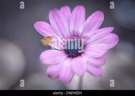Close up photograph of daisy bushes cape marguerite flower captured outside in a garden with a focus on purple-pink petals, one dried petal Stock Photo