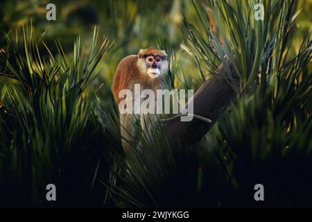Patas Monkey (Erythrocebus patas) - Old World monkey Stock Photo