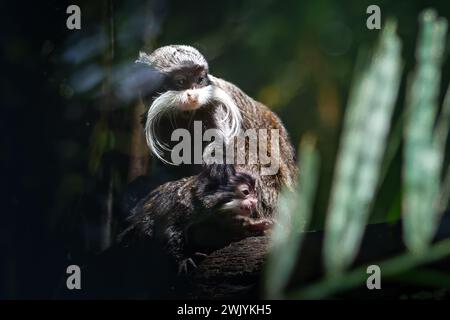 Emperor Tamarin and baby (Saguinus imperator) Stock Photo