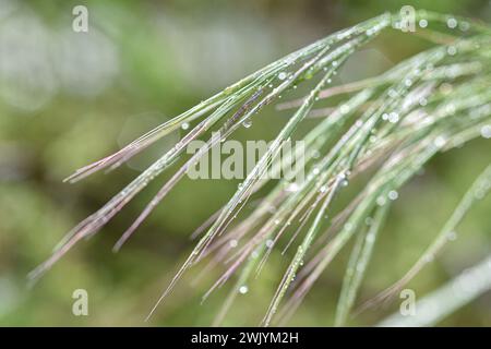 Grass after rain photographed close up with a selective focus on raindrops and with soft out of focus bokeh, abstract green nature background. Stock Photo