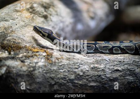 Ball Python snake (Python regius) Stock Photo