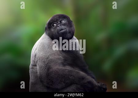 Common Woolly Monkey (Lagothrix lagotricha) Stock Photo
