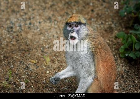 Patas Monkey (Erythrocebus patas) - Old World monkey Stock Photo