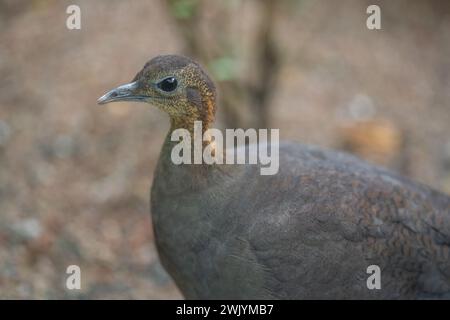 Solitary Tinamou bird (Tinamus solitarius) Stock Photo
