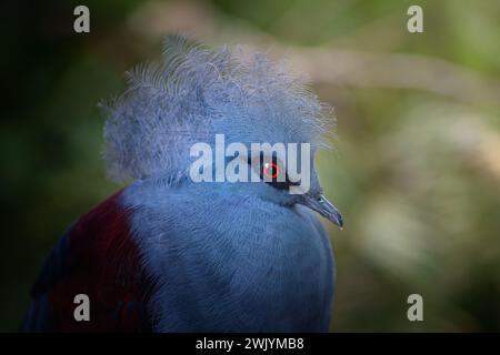 Western Crowned Pigeon (Goura cristata) Stock Photo