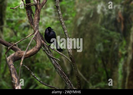 Giant Cowbird (Molothrus oryzivorus) - blackbird Stock Photo