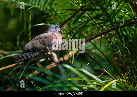 Pale-vented Pigeon bird (Patagioenas cayennensis) Stock Photo