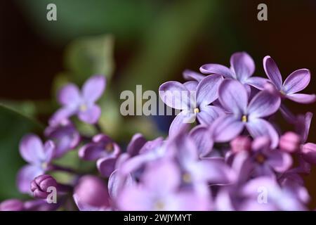 Lilac plant flowers blooming in spring photographed close up with narrow depth of filed Stock Photo