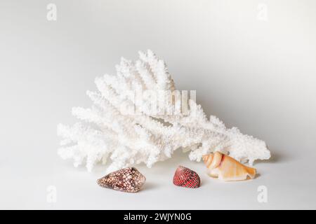 A coral branch and shells from the Red Sea isolated on the white background Stock Photo