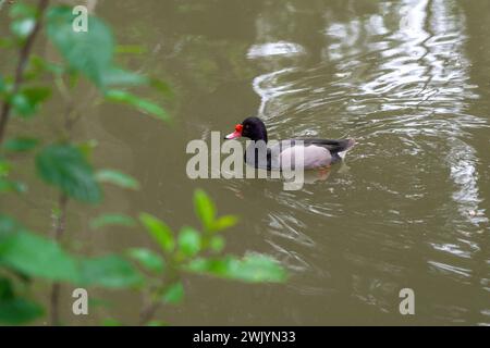 Rosy-billed Pochard swimming (Netta peposaca) Stock Photo