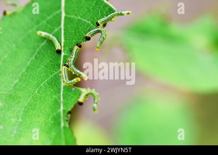 Box tree caterpillar attacks the plant, feeds on the leaves, causes a damage on the leaf edges, which can defoliate plants. Close up photograph. Stock Photo