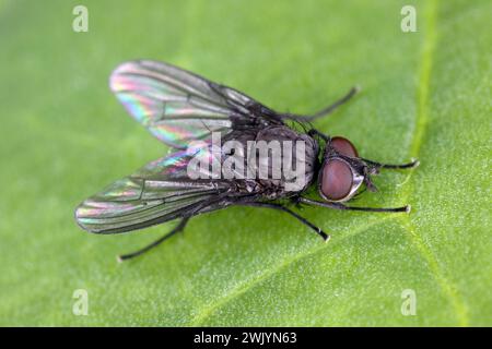 Spring fly (Phorbia fumigata, synonym: P. securis). Live on grasses ...
