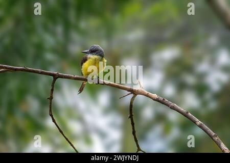 Tropical Kingbird (Tyrannus melancholicus) - Tyrant Flycatcher Stock Photo