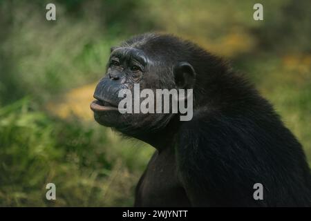 Chimpanzee (Pan troglodytes) - Great Ape Stock Photo