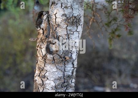 A close up image of a tree trunk, showing cracks on the bark and around the branch collars. Stock Photo
