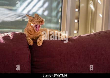 A ginger tabby cat, sitting and yawning on the backrest of a crimson colored sofa, enjoying the sunlight coming in through the window shutters. Stock Photo