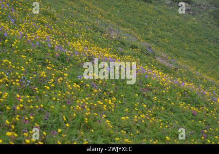 Alpine zone himalaya region of Pakistan Stock Photo