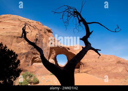 unique silhouette of a tree creating a surreal odd disturbing funny clever image of a hole in head in the desert Utah monument valley with blue sky Stock Photo