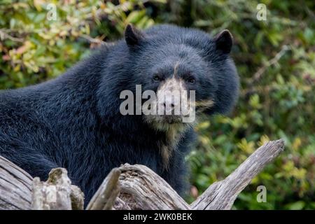 Spectacled bear Stock Photo