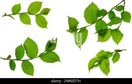 first young green leaves isolated on white. spring. set of isolated branches with green leaves. For decoration. Elm. Isolated without shadow. Stock Photo