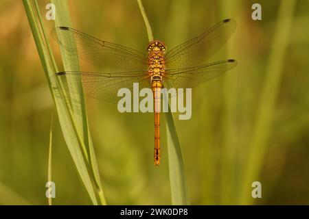 Natural closeup on a Ruddy darter dragonfly, Sympetrum sanguineum against a green blurred background Stock Photo