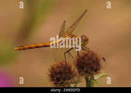 Natural closeup on a Ruddy darter dragonfly, Sympetrum sanguineum against a green blurred background Stock Photo