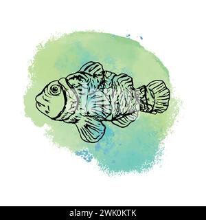 Clown fish, orange with white stripes. Amphiprion. Vector illustration, sea stain on background. Cards, covers, posters, banners, packaging, labels. Stock Vector